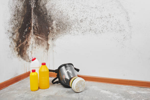 Best Residential Mold Removal  in Lake Carmel, NY