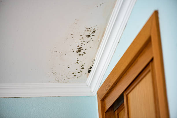 Best Mold Removal Process  in Lake Carmel, NY