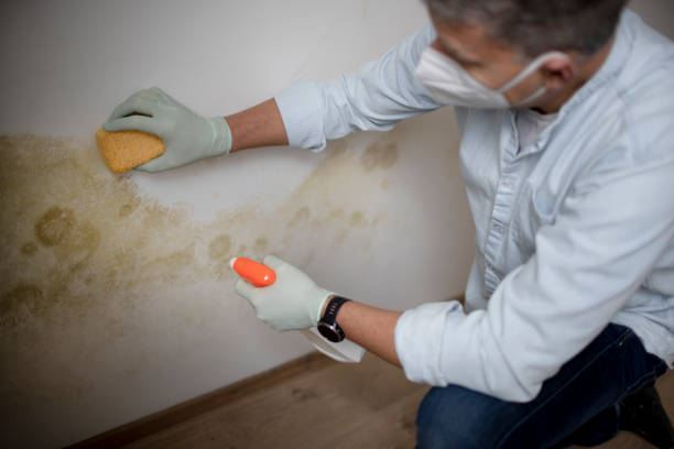 Best Commercial Mold Removal  in Lake Carmel, NY
