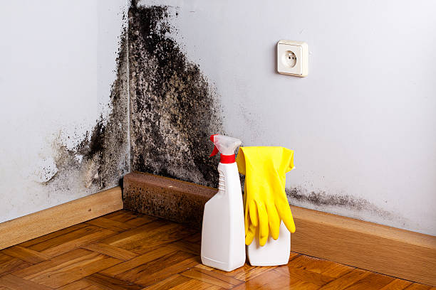 Best Attic Mold Removal  in Lake Carmel, NY