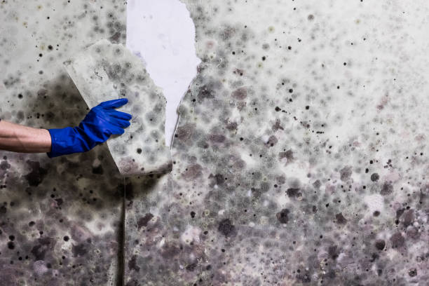 Best Fast Mold Removal  in Lake Carmel, NY